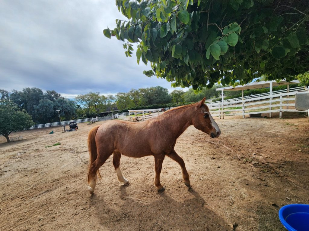 horse photo poway
